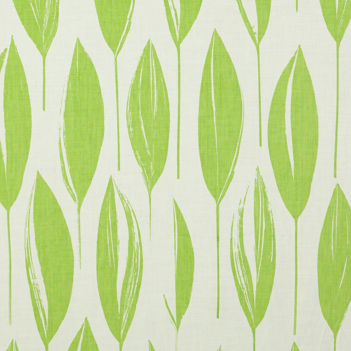 VARIEGATA - LAWN