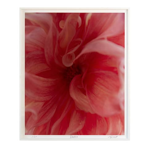 Dahlia - B - FUSCHIA