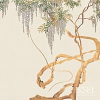 EDO WISTERIA - BONE