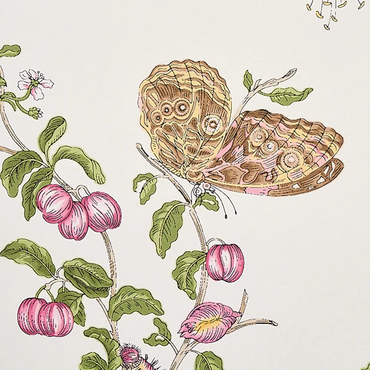 BAUDIN BUTTERFLY_ BLUSH