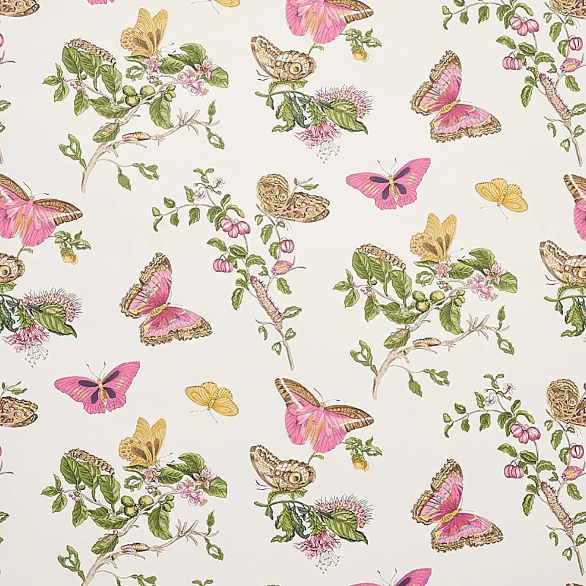 BAUDIN BUTTERFLY_ BLUSH