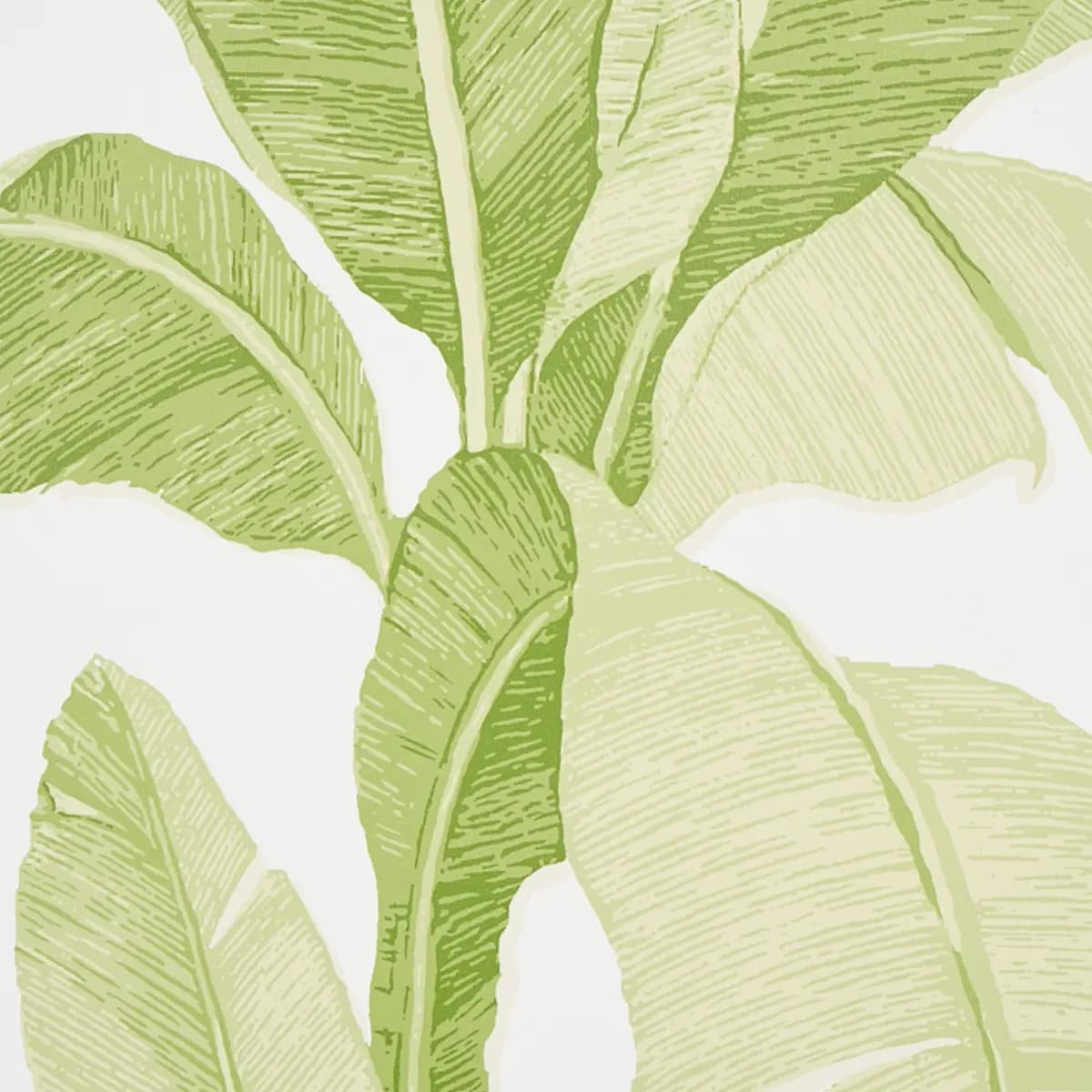 ERISIMO_ LEAF