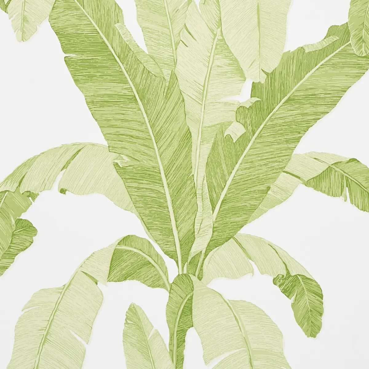 ERISIMO_ LEAF