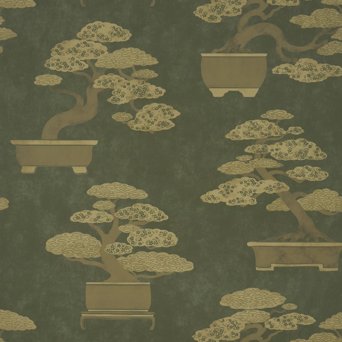 BONSAI TREE_ OLIVE
