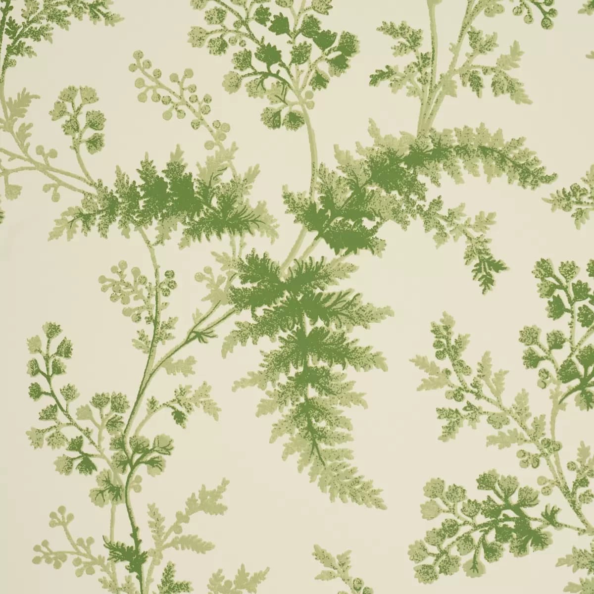 MAIDENHAIR_ MOSS