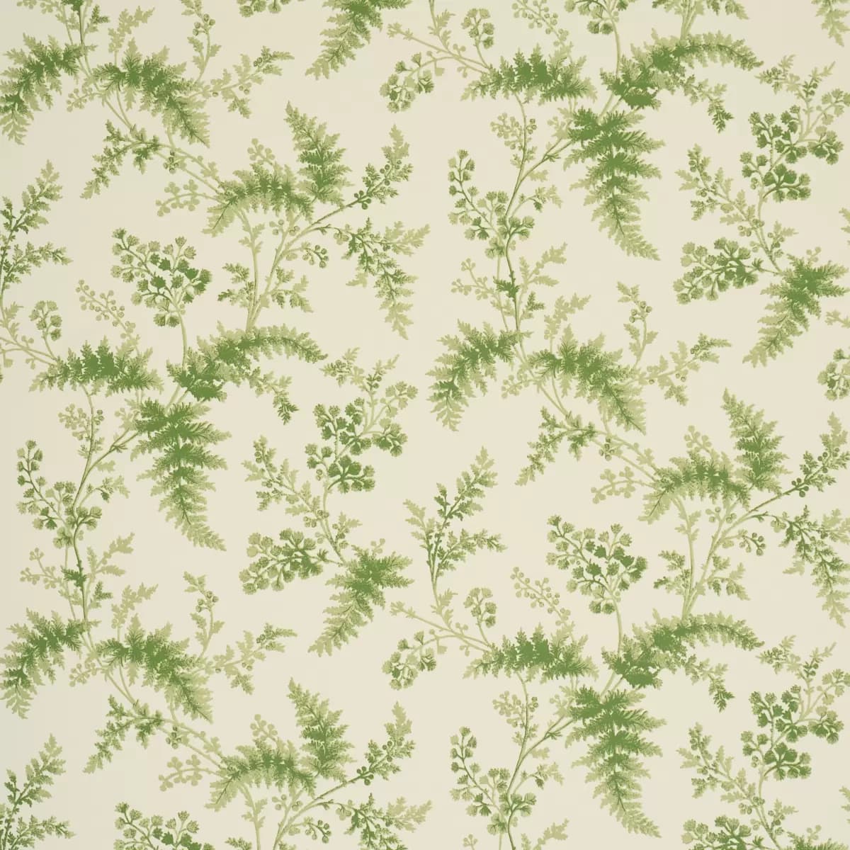 MAIDENHAIR_ MOSS