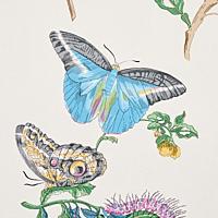 BAUDIN BUTTERFLY_TURQUOISE