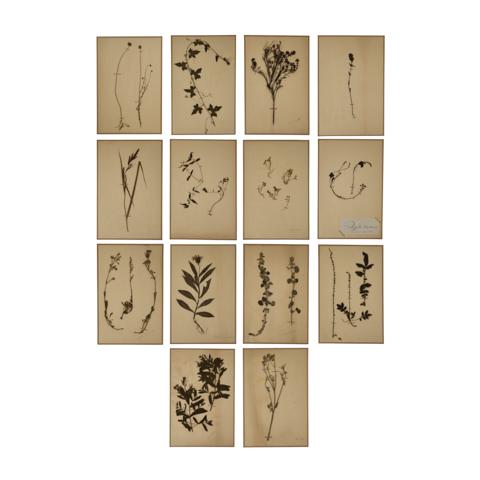 French Botanicals, Set of 14 Framed_MULTI