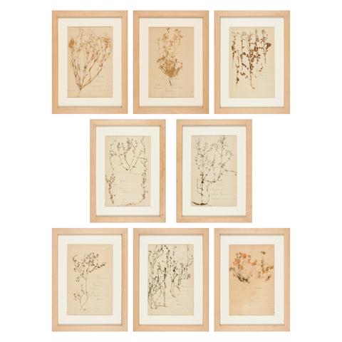 Set of 8 Framed Botanicals, France_null